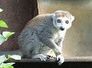lemur